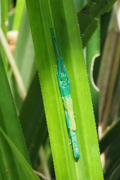 Peppermint stick insect in Daintree, Australië